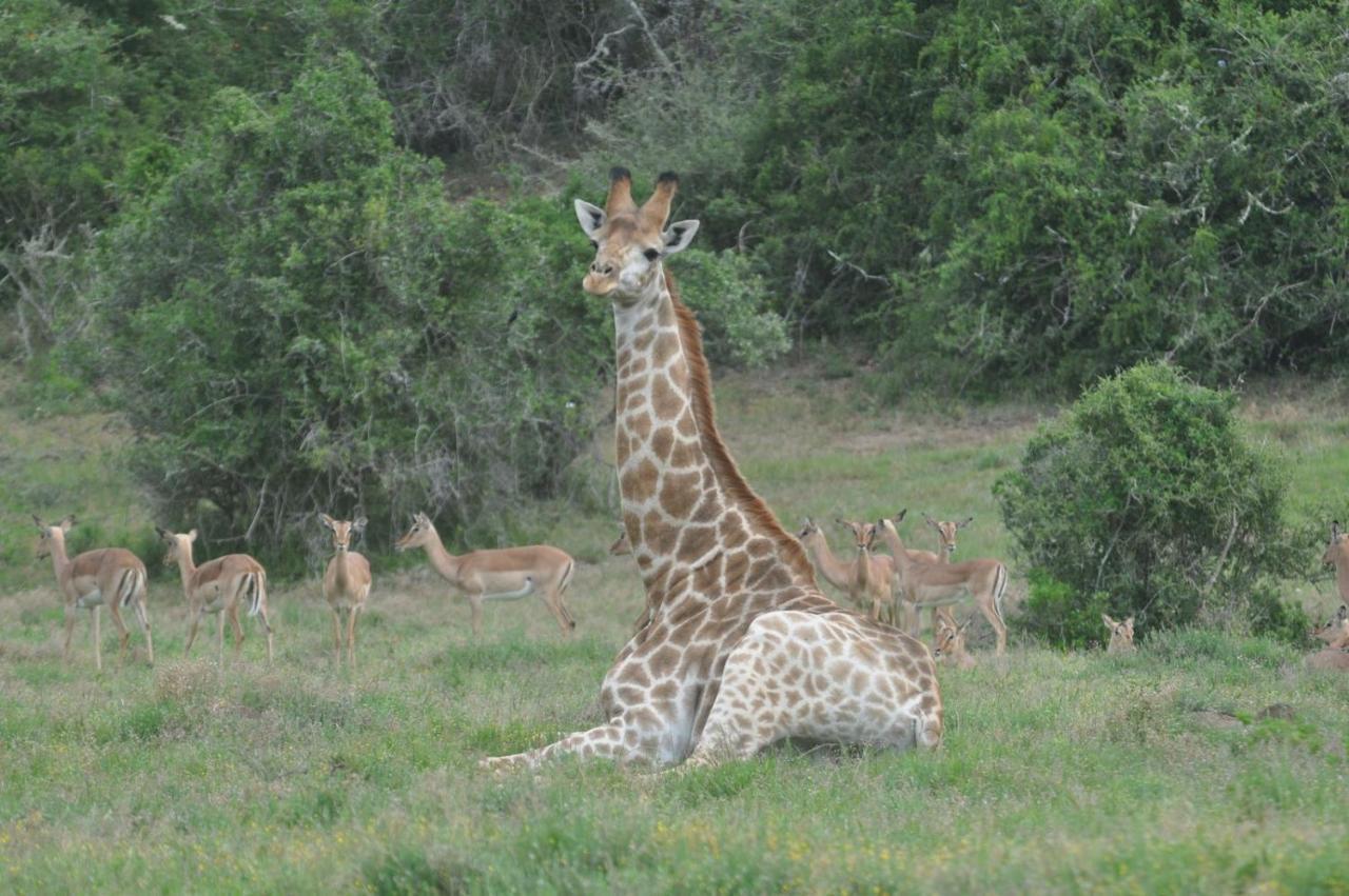 Hopewell Private Game Reserve Buyskloof ภายนอก รูปภาพ