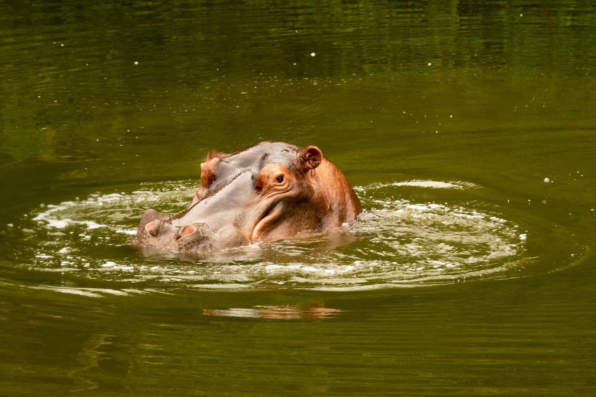 Hopewell Private Game Reserve Buyskloof ภายนอก รูปภาพ