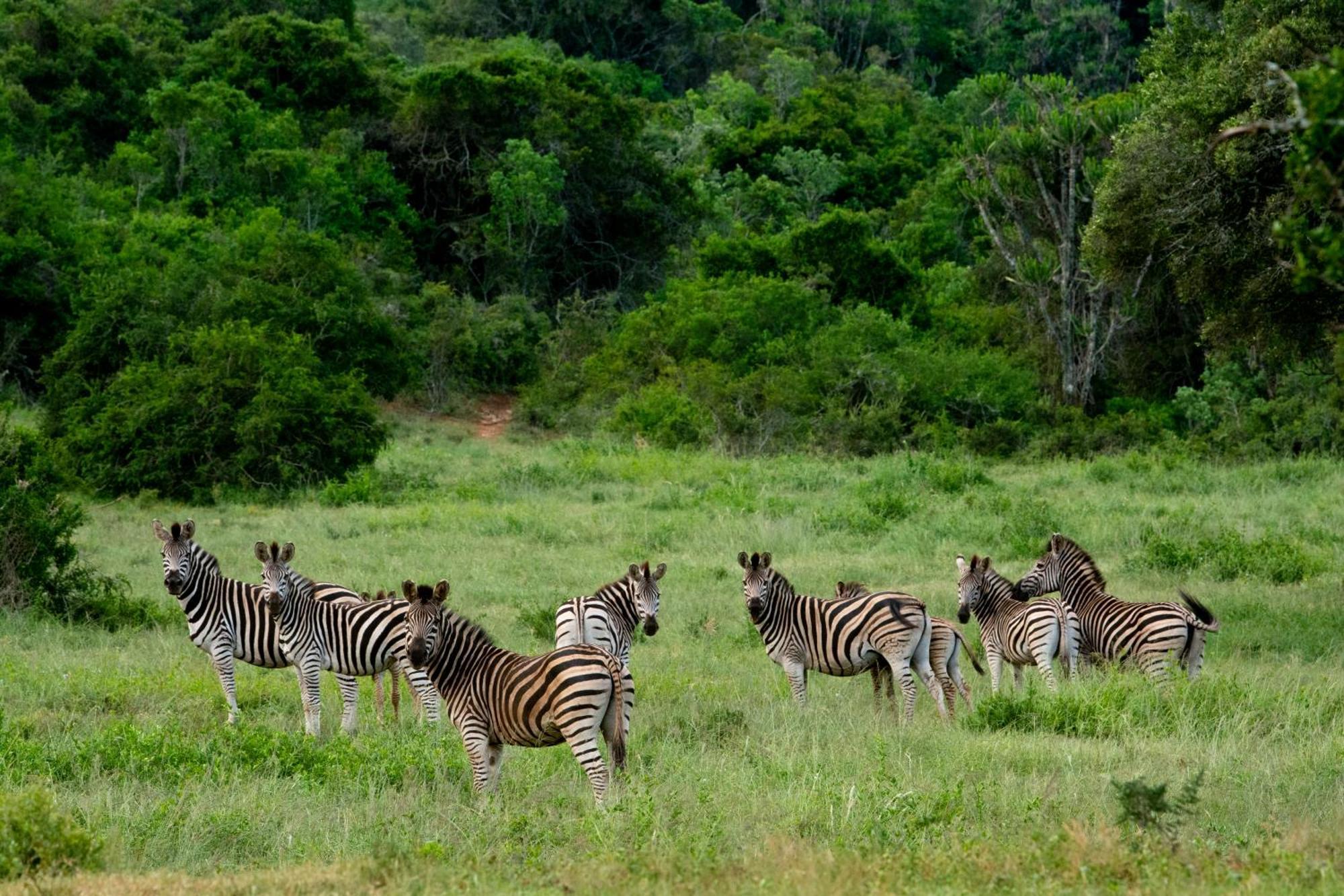 Hopewell Private Game Reserve Buyskloof ภายนอก รูปภาพ