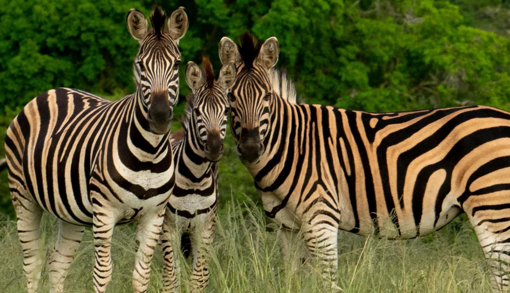 Hopewell Private Game Reserve Buyskloof ภายนอก รูปภาพ