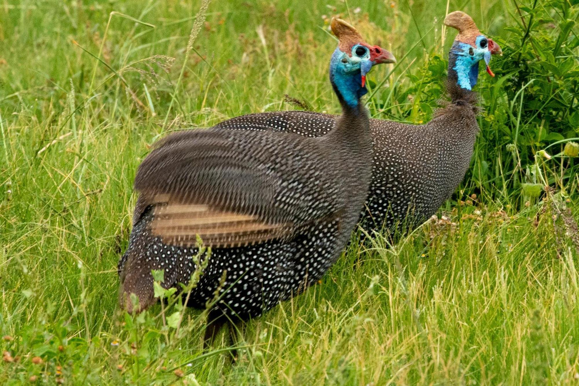 Hopewell Private Game Reserve Buyskloof ภายนอก รูปภาพ