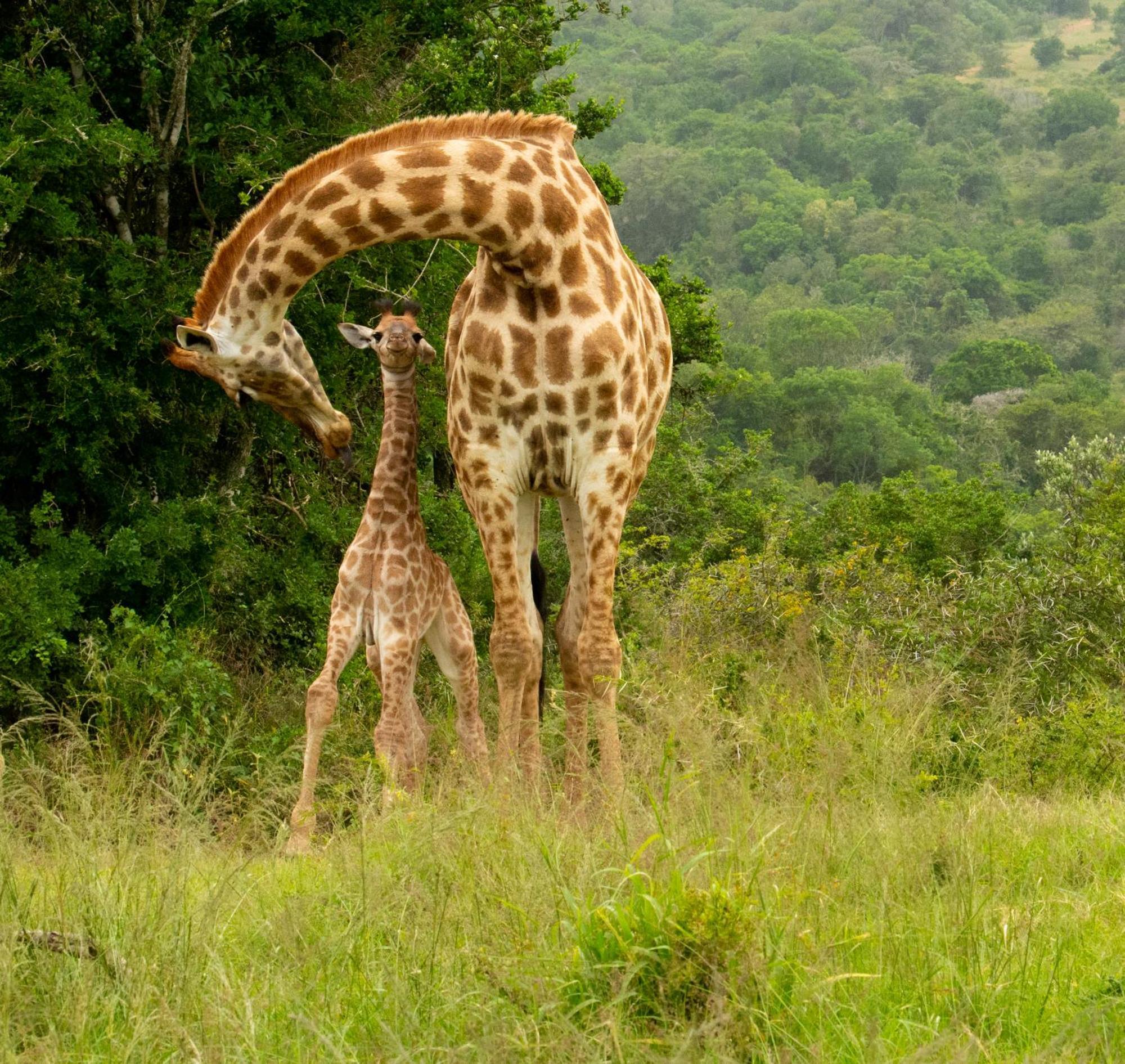 Hopewell Private Game Reserve Buyskloof ภายนอก รูปภาพ