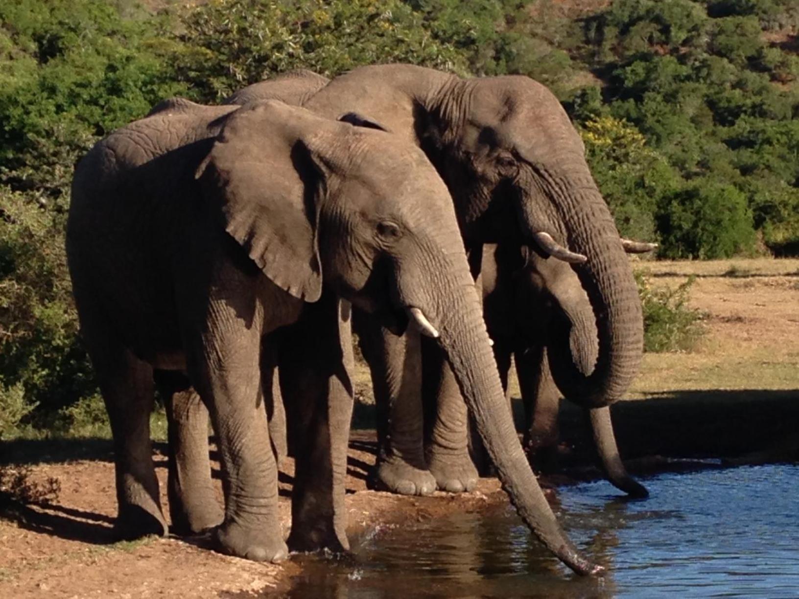 Hopewell Private Game Reserve Buyskloof ภายนอก รูปภาพ