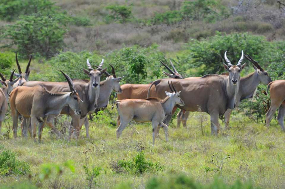 Hopewell Private Game Reserve Buyskloof ภายนอก รูปภาพ