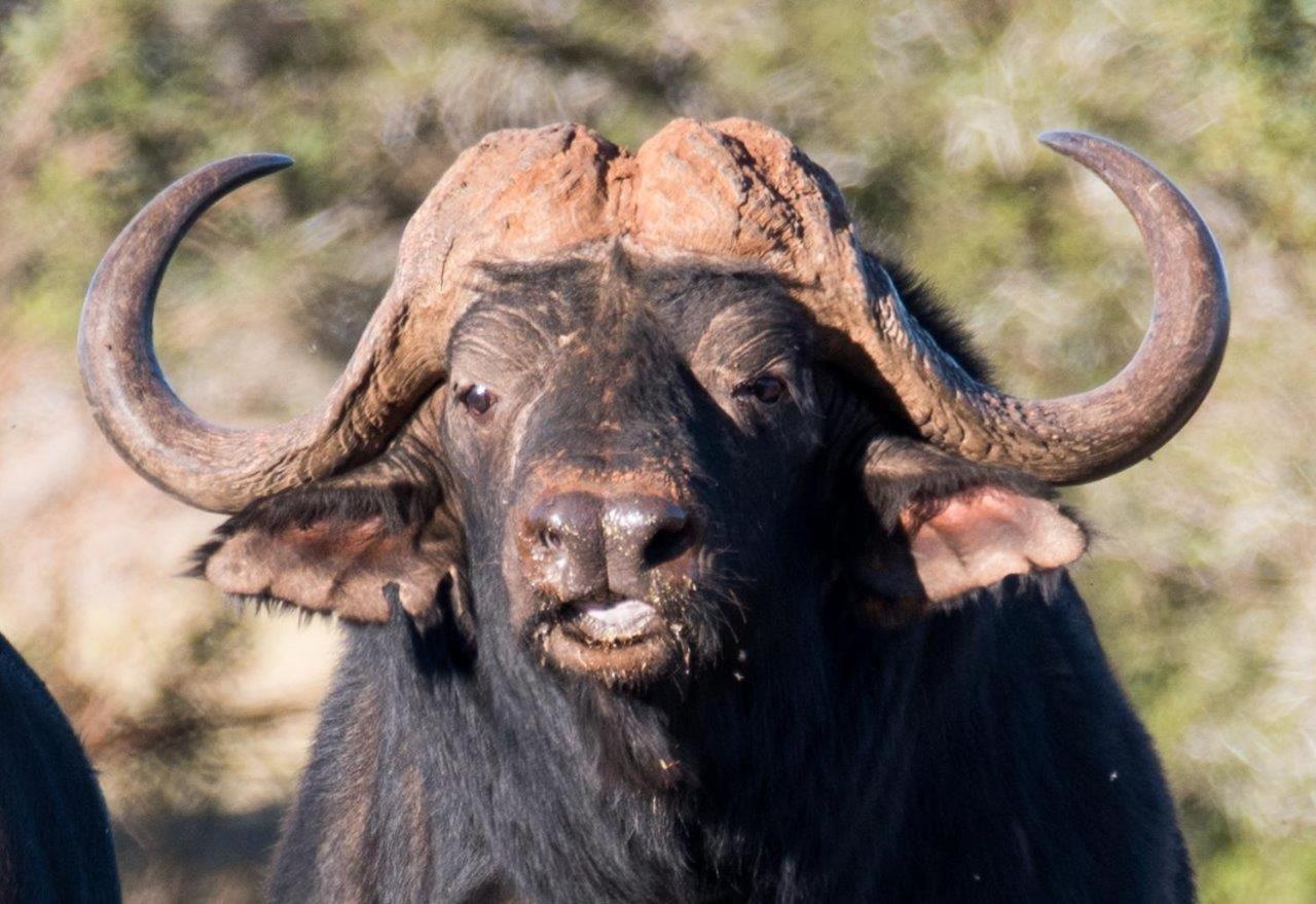 Hopewell Private Game Reserve Buyskloof ภายนอก รูปภาพ