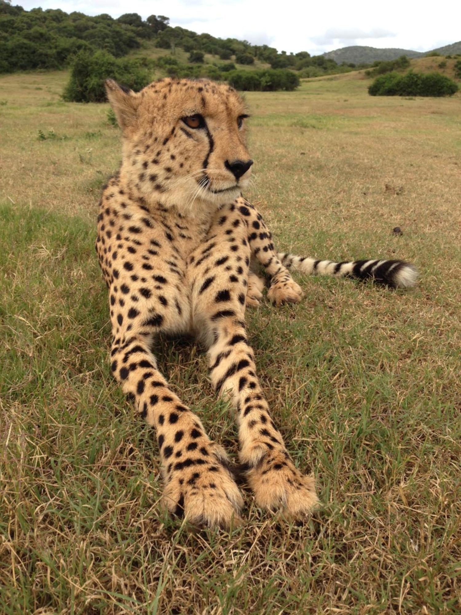 Hopewell Private Game Reserve Buyskloof ภายนอก รูปภาพ