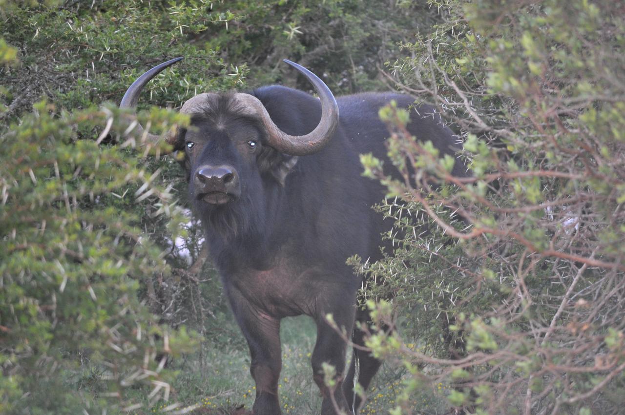 Hopewell Private Game Reserve Buyskloof ภายนอก รูปภาพ