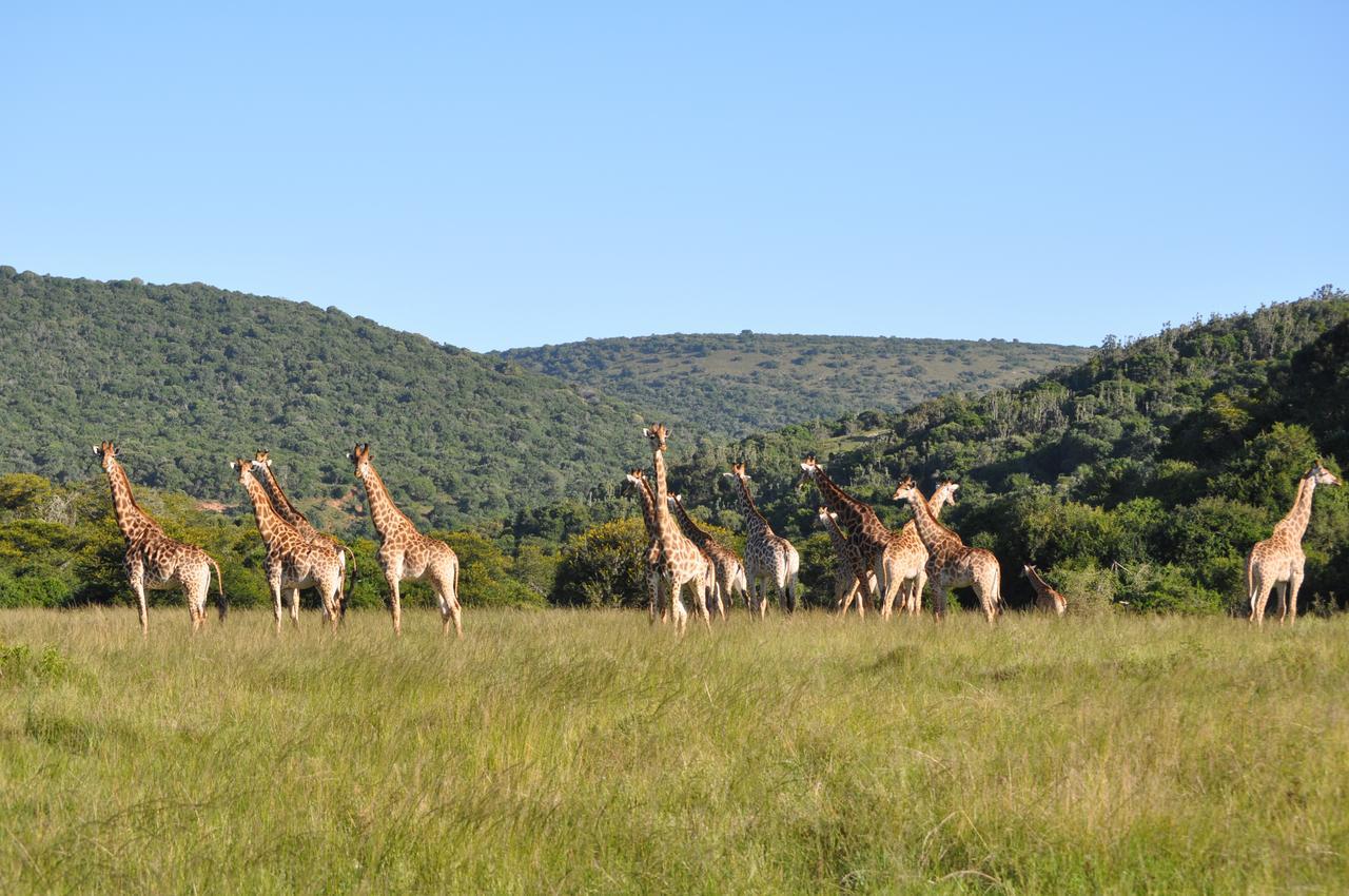 Hopewell Private Game Reserve Buyskloof ภายนอก รูปภาพ