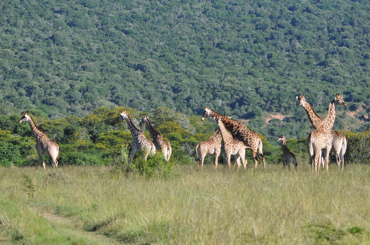 Hopewell Private Game Reserve Buyskloof ภายนอก รูปภาพ